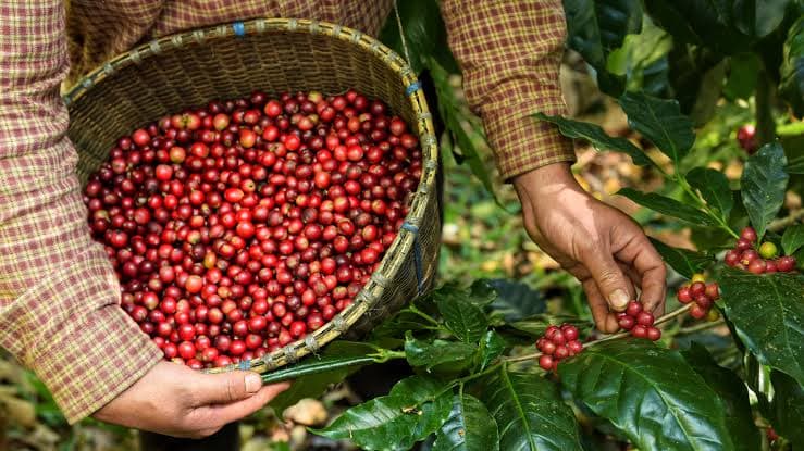 Freshly picked coffee cherries at The Brew